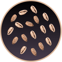 astrology